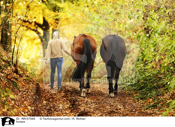 Pferde / horses / RR-57566