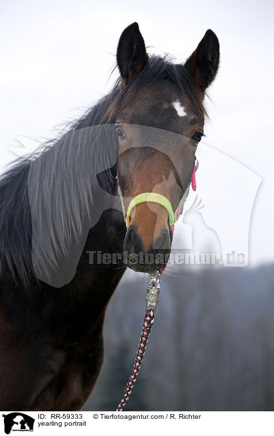 Jhrling Portrait / yearling portrait / RR-59333