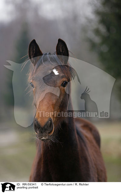 yearling portrait / RR-59341