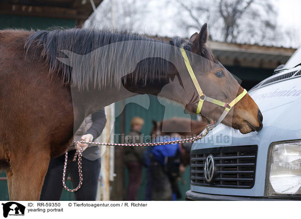 Jhrling Portrait / yearling portrait / RR-59350