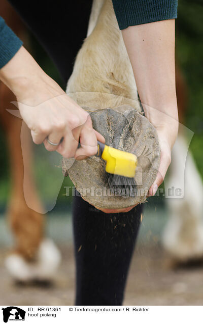 hoof picking / RR-61361