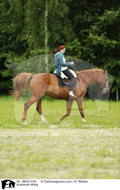 Akademische Reitkunst / academic riding / RR-61376
