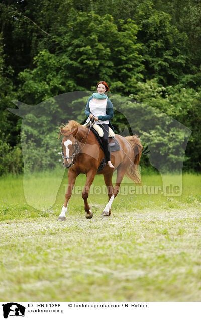 Akademische Reitkunst / academic riding / RR-61388