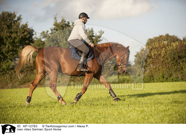 Mann reitet Deutsches Sportpferd / man rides German Sport Horse / AP-12783