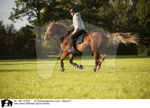 Mann reitet Deutsches Sportpferd / man rides German Sport Horse / AP-12784