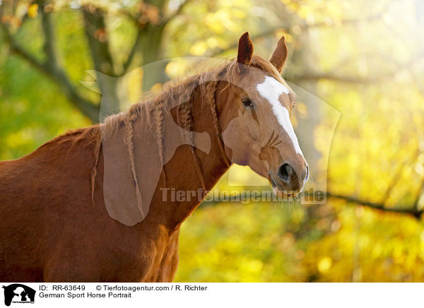 German Sport Horse Portrait / RR-63649