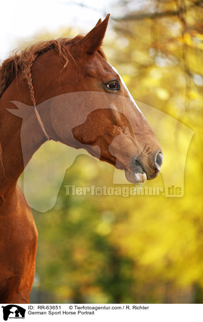 Deutsches Sportpferd Portrait / German Sport Horse Portrait / RR-63651
