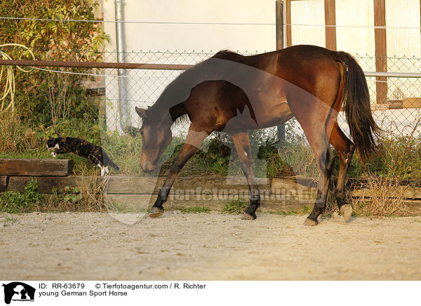 young German Sport Horse / RR-63679