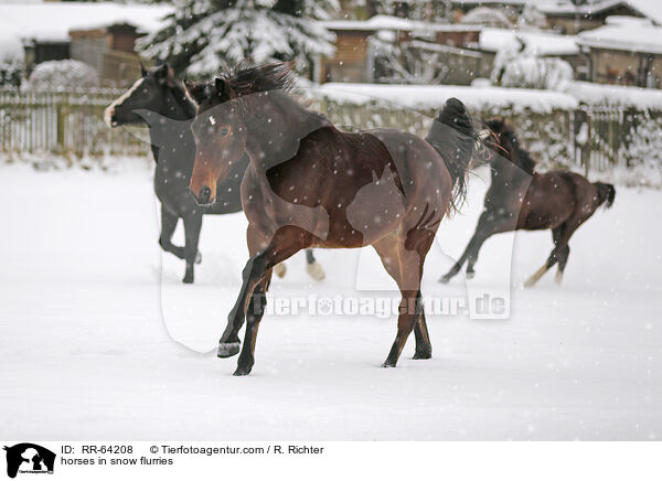 Pferde im Schneegstber / horses in snow flurries / RR-64208