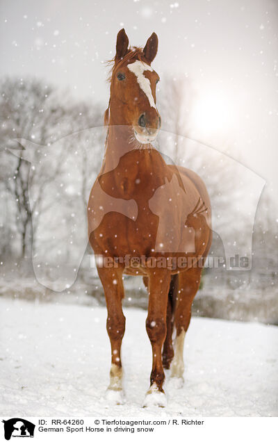 Deutsches Sportpferd im Schneegest�ber / German Sport Horse in driving snow / RR-64260
