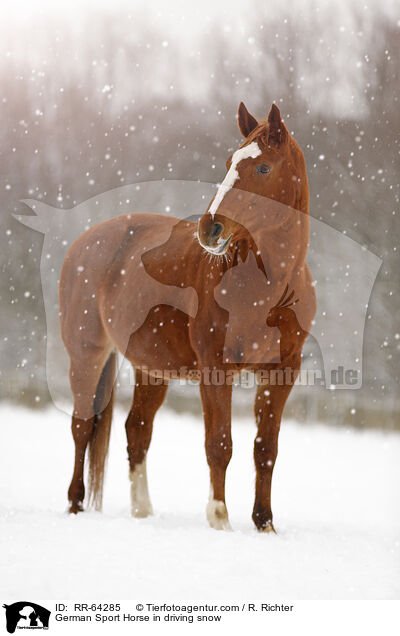 Deutsches Sportpferd im Schneegestber / German Sport Horse in driving snow / RR-64285