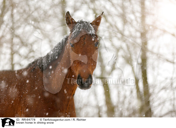 brown horse in driving snow / RR-64778