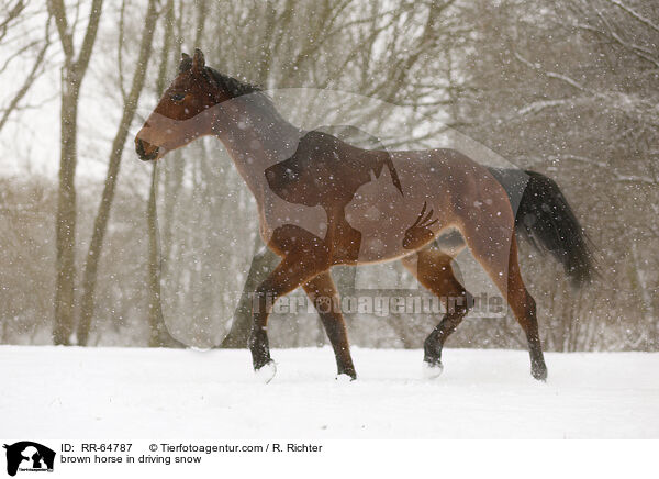 brown horse in driving snow / RR-64787