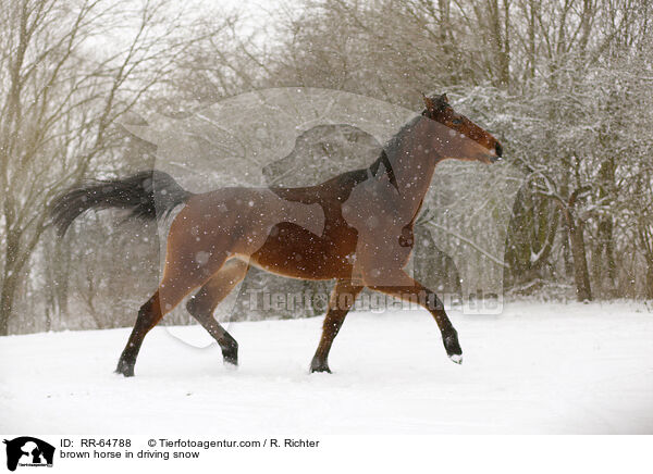 brown horse in driving snow / RR-64788