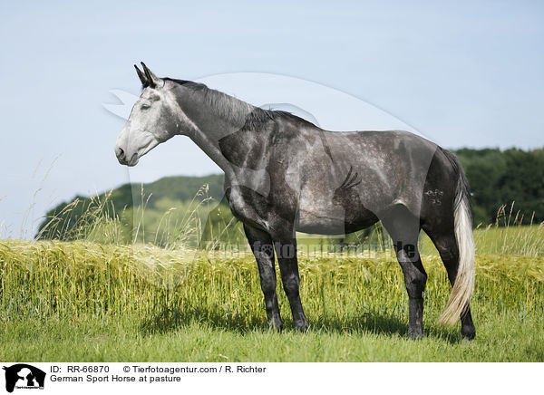 German Sport Horse at pasture / RR-66870