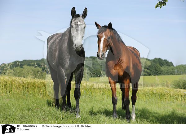 2 horses / RR-66872