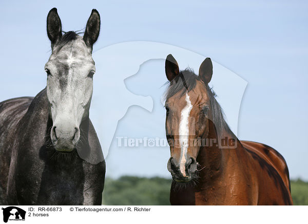 2 horses / RR-66873