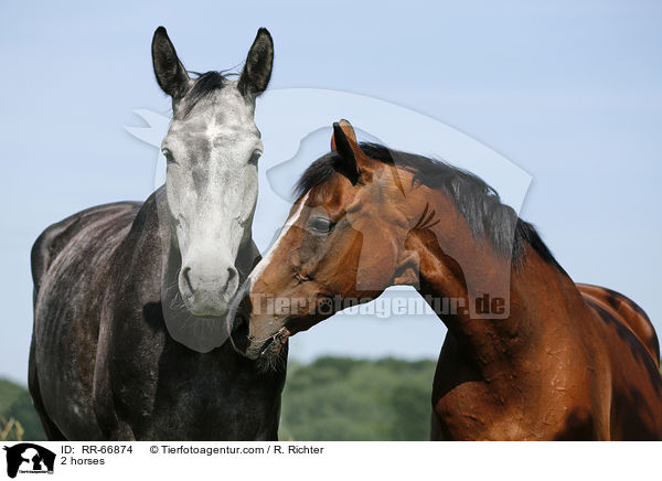 2 Pferde / 2 horses / RR-66874