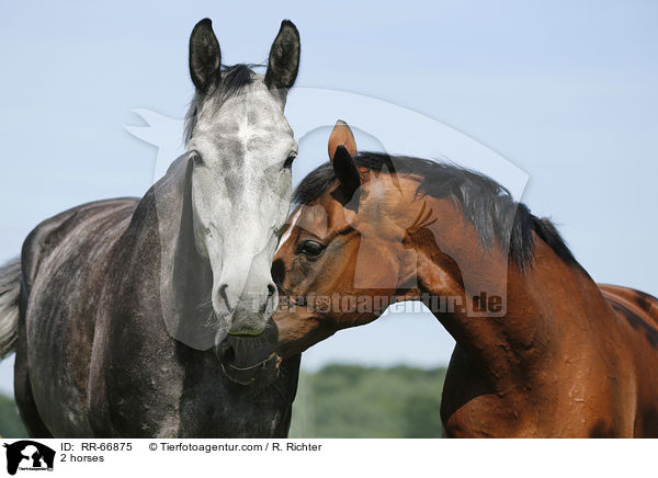 2 Pferde / 2 horses / RR-66875