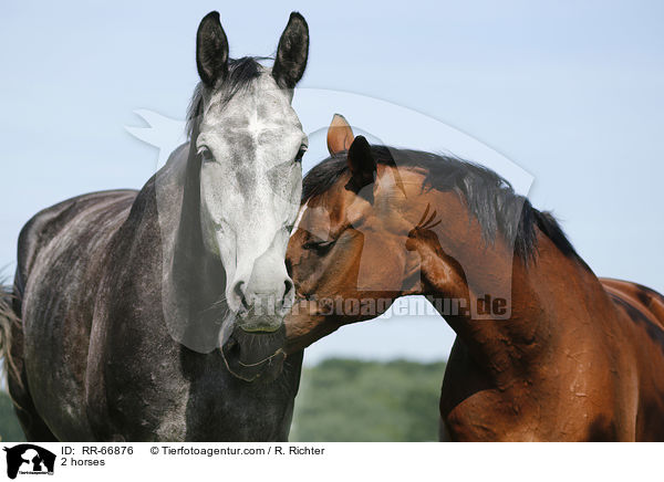 2 Pferde / 2 horses / RR-66876