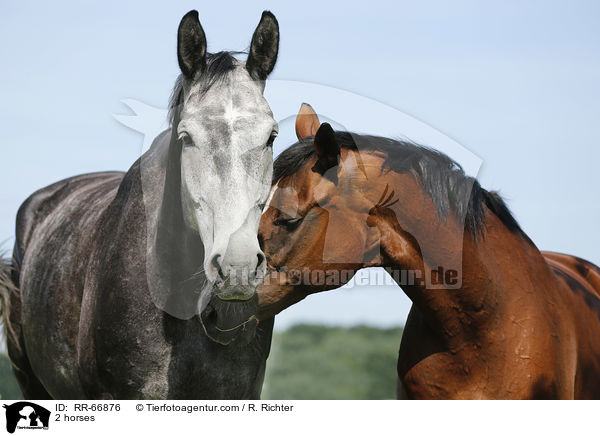 2 horses / RR-66876