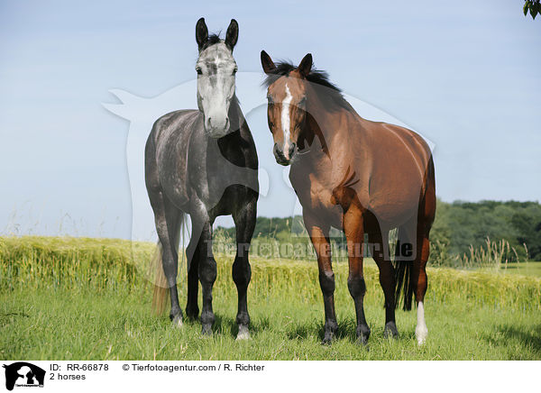 2 Pferde / 2 horses / RR-66878