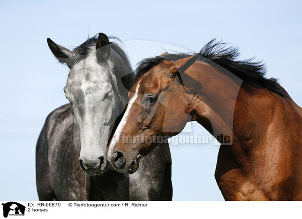 2 Pferde / 2 horses / RR-66879