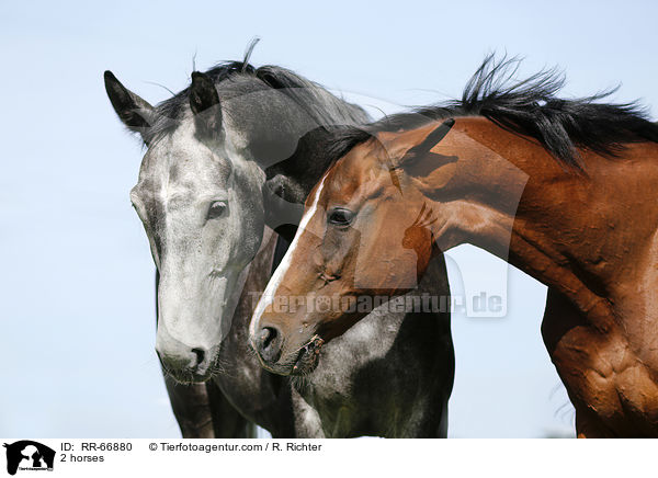 2 Pferde / 2 horses / RR-66880