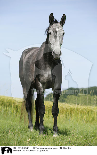 German Sport Horse at pasture / RR-66883