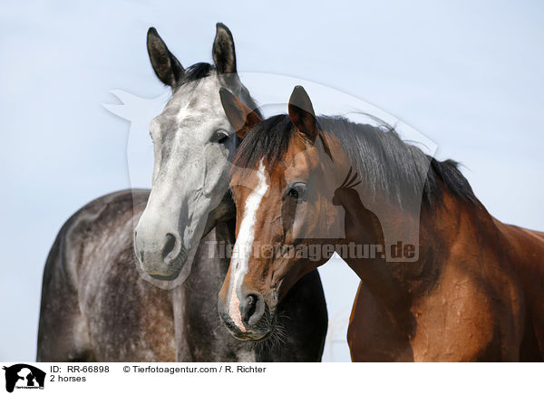 2 horses / RR-66898