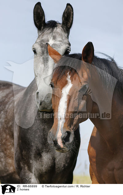 2 Pferde / 2 horses / RR-66899