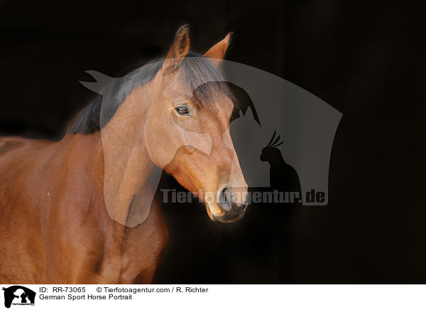 German Sport Horse Portrait / RR-73065