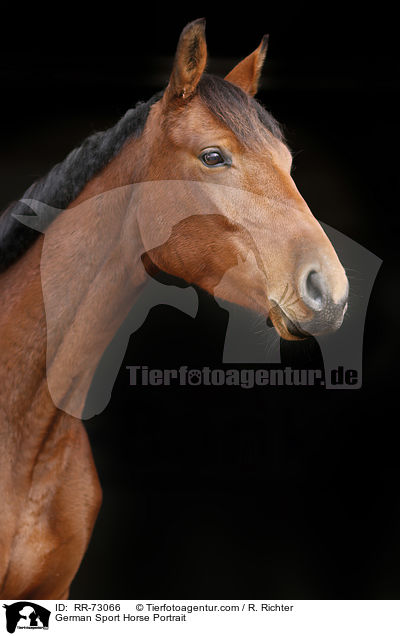 German Sport Horse Portrait / RR-73066