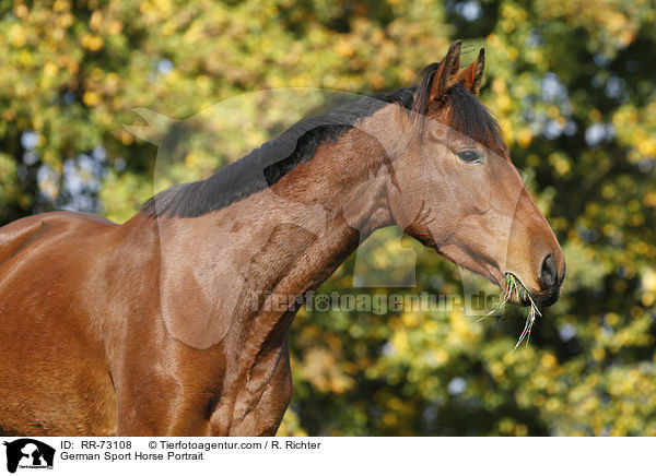 German Sport Horse Portrait / RR-73108