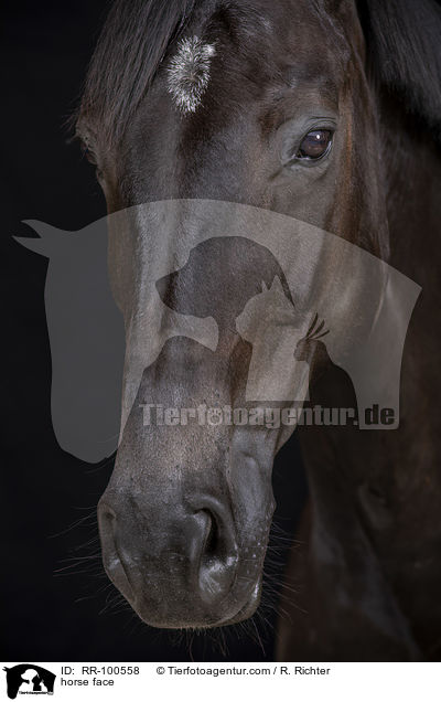Pferdegesicht / horse face / RR-100558