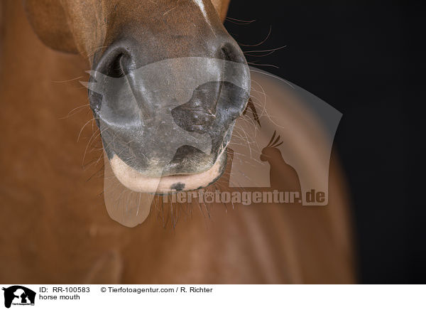 Pferdemaul / horse mouth / RR-100583