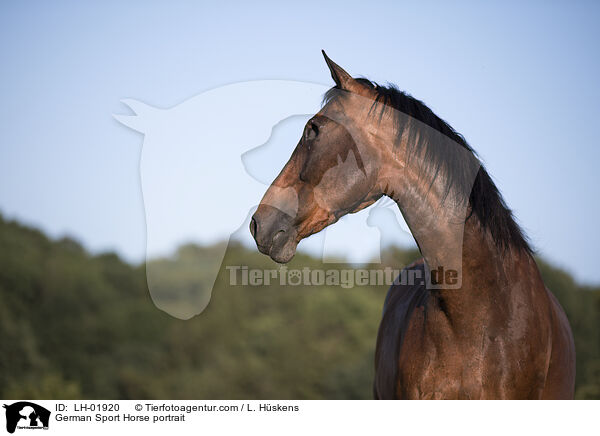German Sport Horse portrait / LH-01920