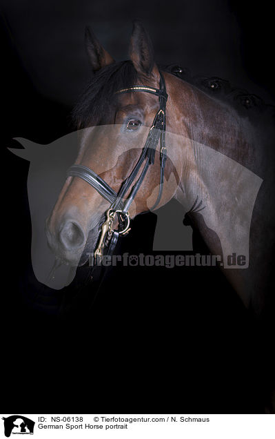 Deutschem Sportpferd Portrait / German Sport Horse portrait / NS-06138