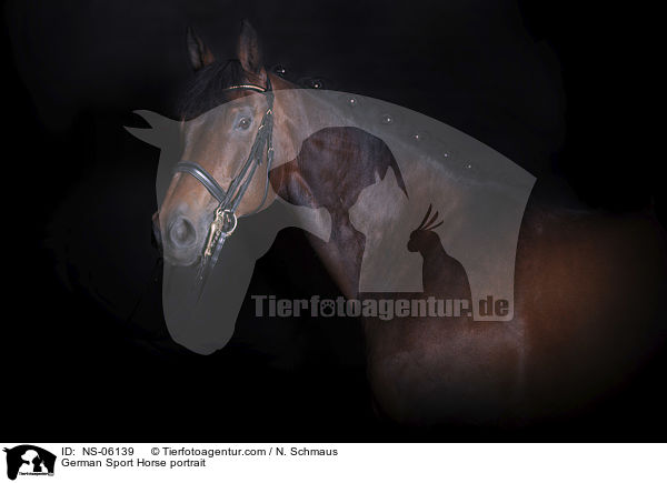 Deutschem Sportpferd Portrait / German Sport Horse portrait / NS-06139