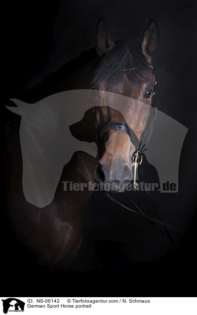 Deutschem Sportpferd Portrait / German Sport Horse portrait / NS-06142