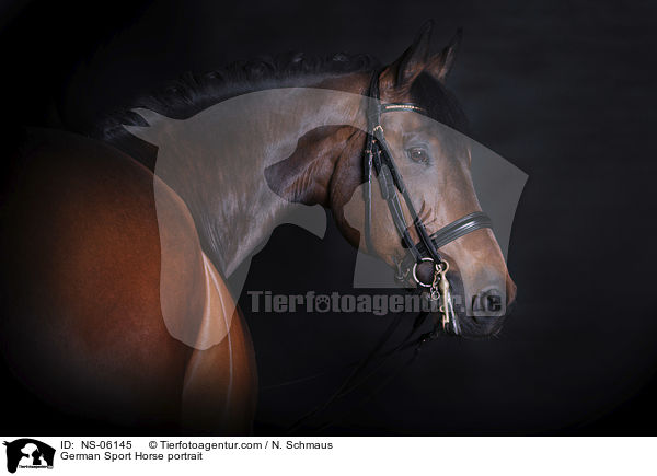 Deutschem Sportpferd Portrait / German Sport Horse portrait / NS-06145