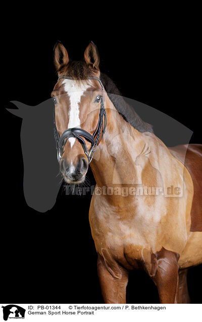 Deutsches Sportpferd Portrait / German Sport Horse Portrait / PB-01344