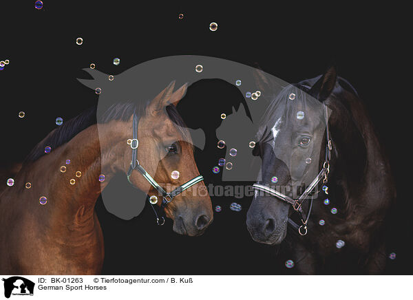 Deutsches Sportpferde / German Sport Horses / BK-01263