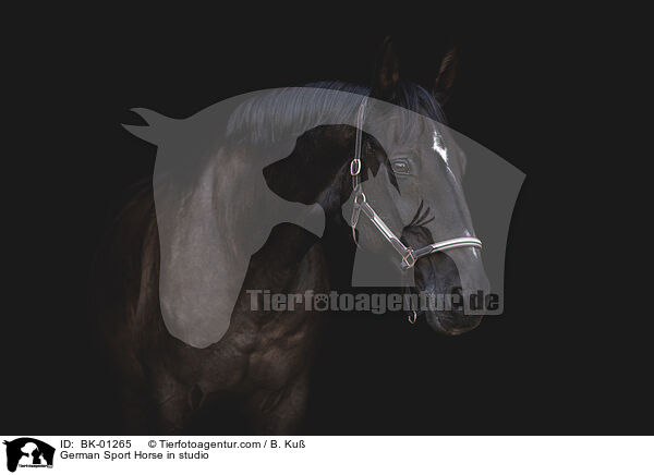 Deutsches Sportpferd im Studio / German Sport Horse in studio / BK-01265
