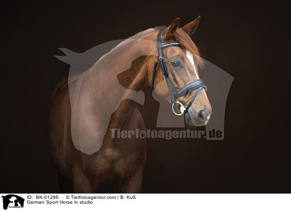 Deutsches Sportpferd im Studio / German Sport Horse in studio / BK-01286