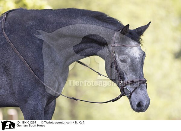 German Sport Horse / BK-01297