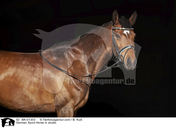 Deutsches Sportpferd im Studio / German Sport Horse in studio / BK-01303