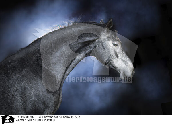 Deutsches Sportpferd im Studio / German Sport Horse in studio / BK-01307