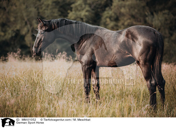 German Sport Horse / MM-01052