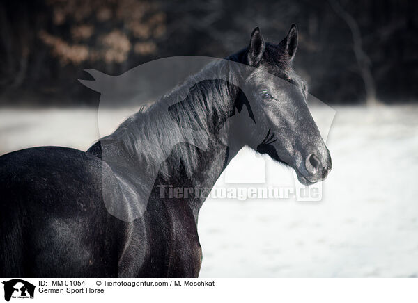 German Sport Horse / MM-01054
